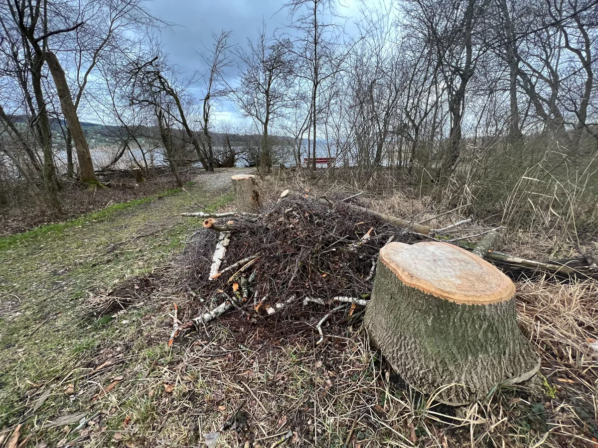 Schon im März wurden Eschen gerodet – jetzt hat man wieder Bäume mit Pilzbefall gefunden.
